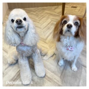 アメリカンコッカースパニエル