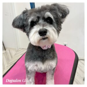 ミニチュアシュナウザー