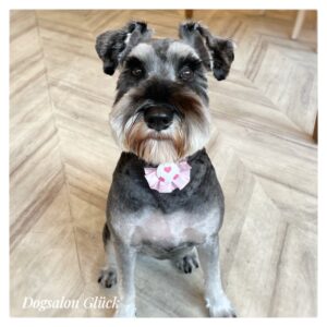 ミニチュアシュナウザー