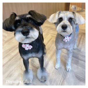 ミニチュアシュナウザー