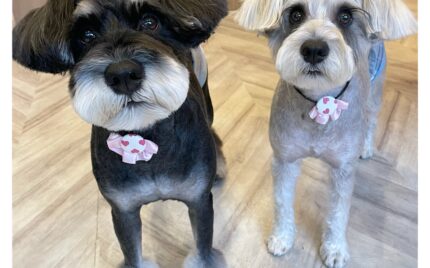 ミニチュアシュナウザー