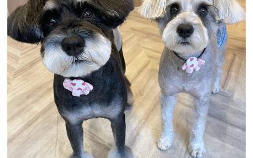 ミニチュアシュナウザー