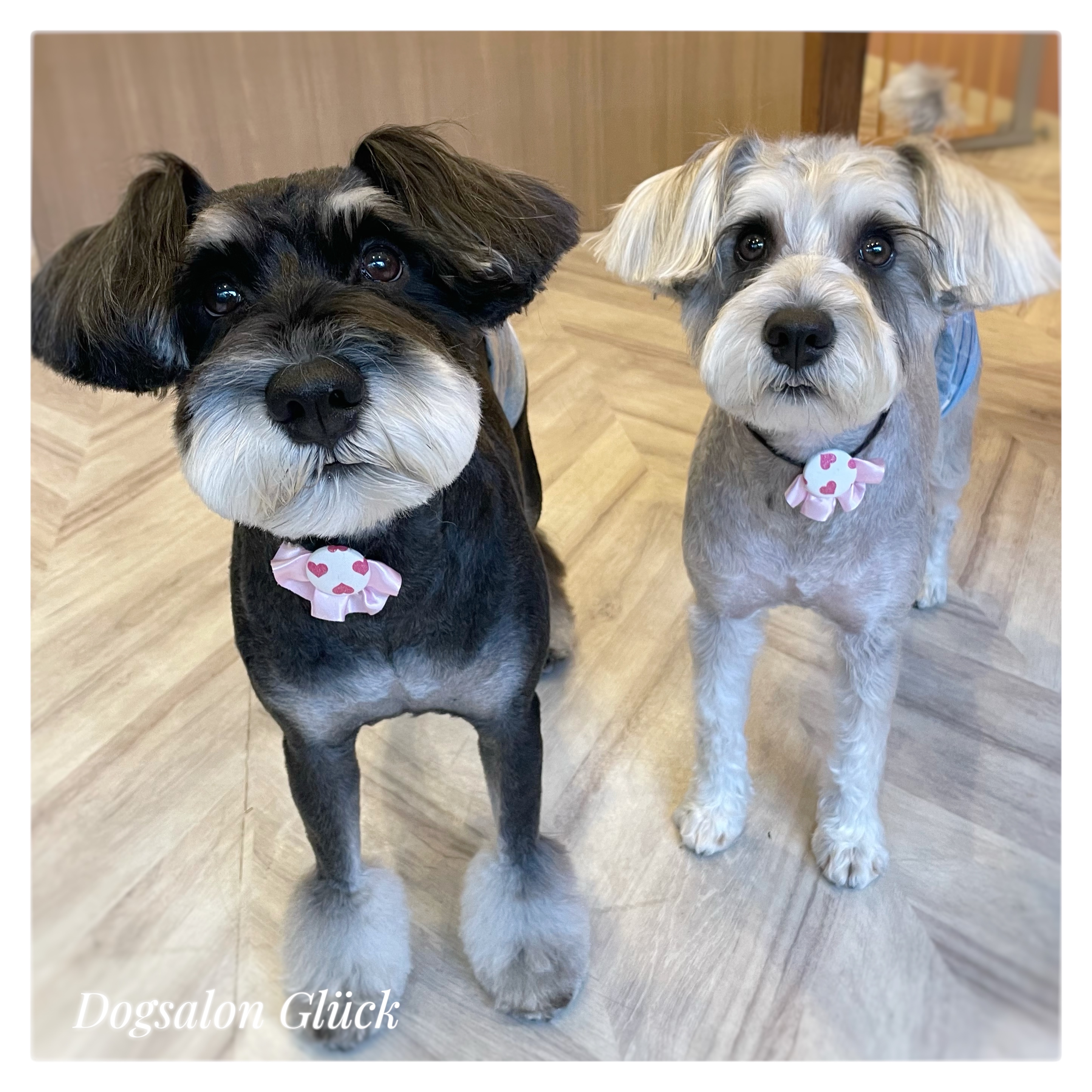 ミニチュアシュナウザー