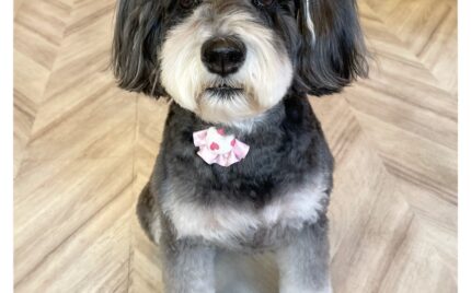 ミニチュアシュナウザー