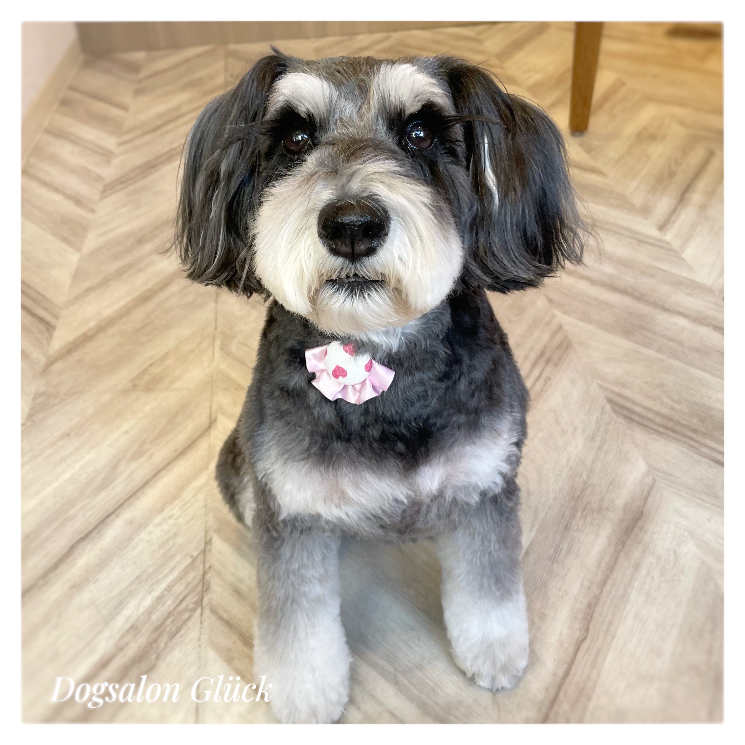 ミニチュアシュナウザー