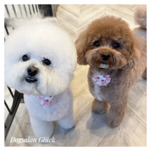 ビションフリーゼ