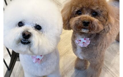 ビションフリーゼ