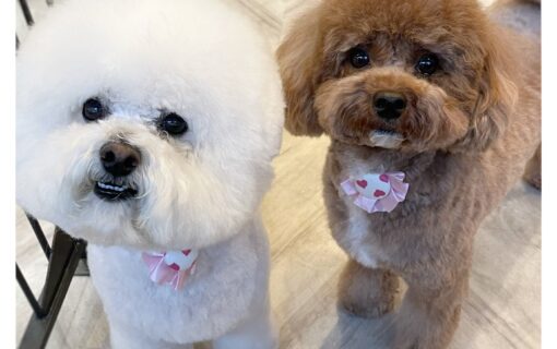 ビションフリーゼ