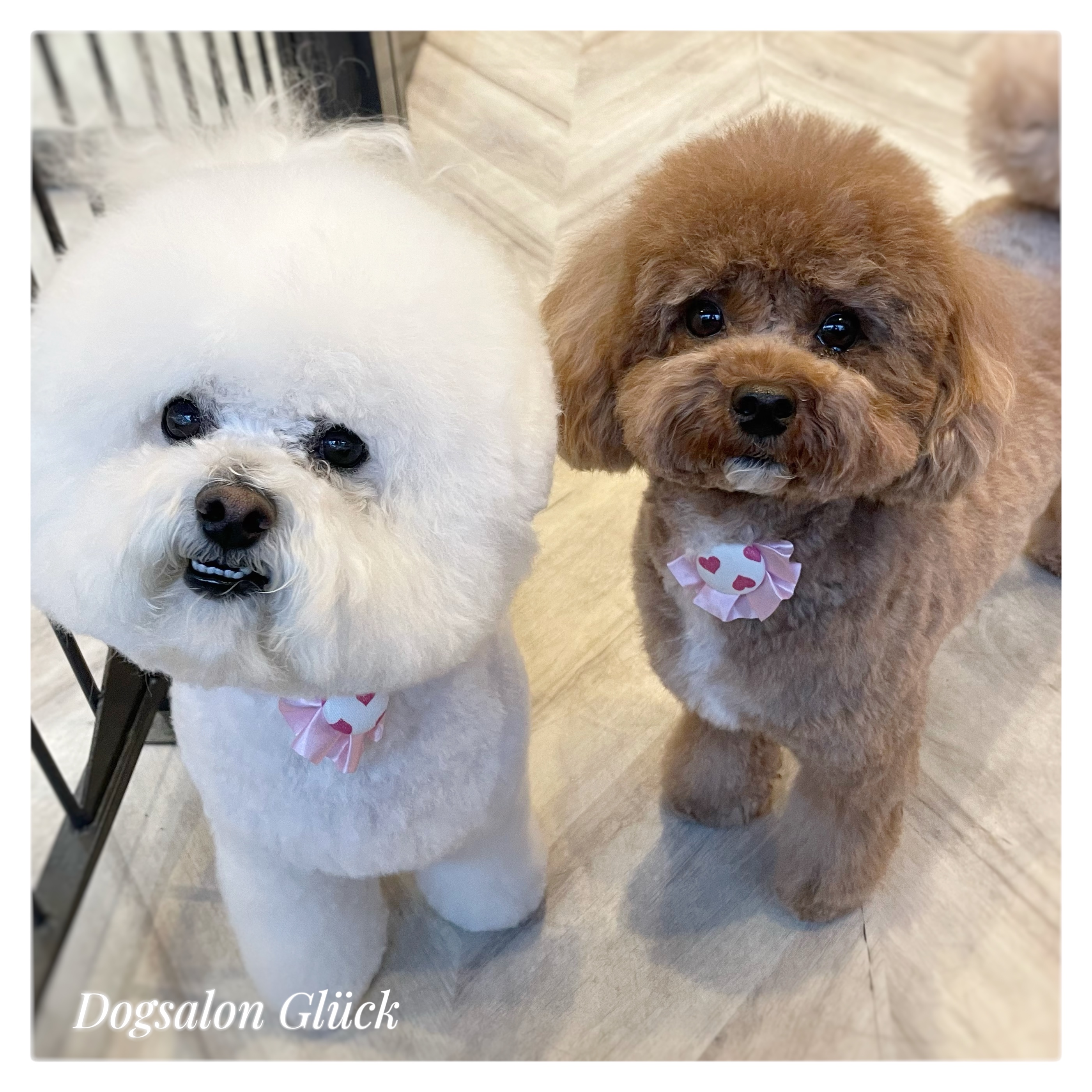 ビションフリーゼ