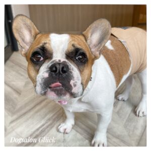 フレンチブルドッグ