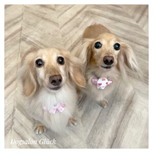 ダックスフンド