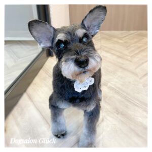 ミニチュアシュナウザー