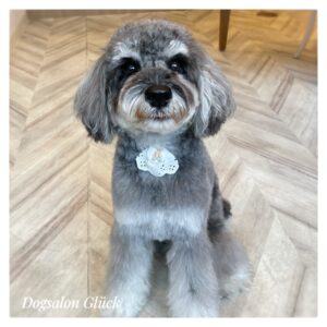 ミニチュアシュナウザー