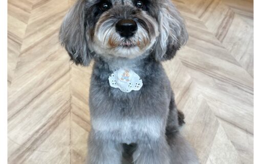 ミニチュアシュナウザー