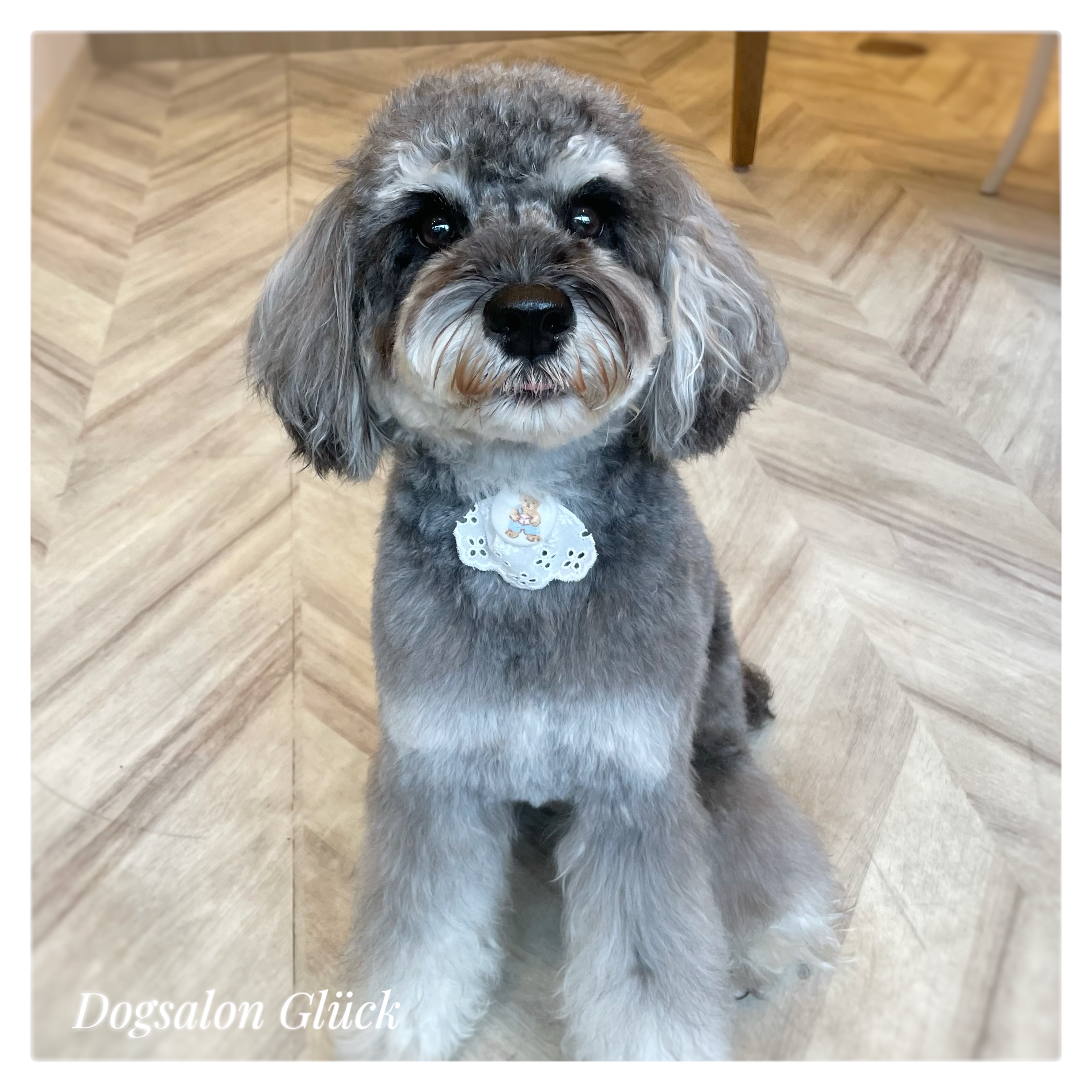 ミニチュアシュナウザー