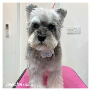 ミニチュアシュナウザー