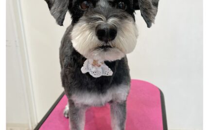 ミニチュアシュナウザー