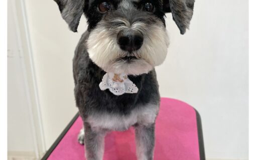 ミニチュアシュナウザー