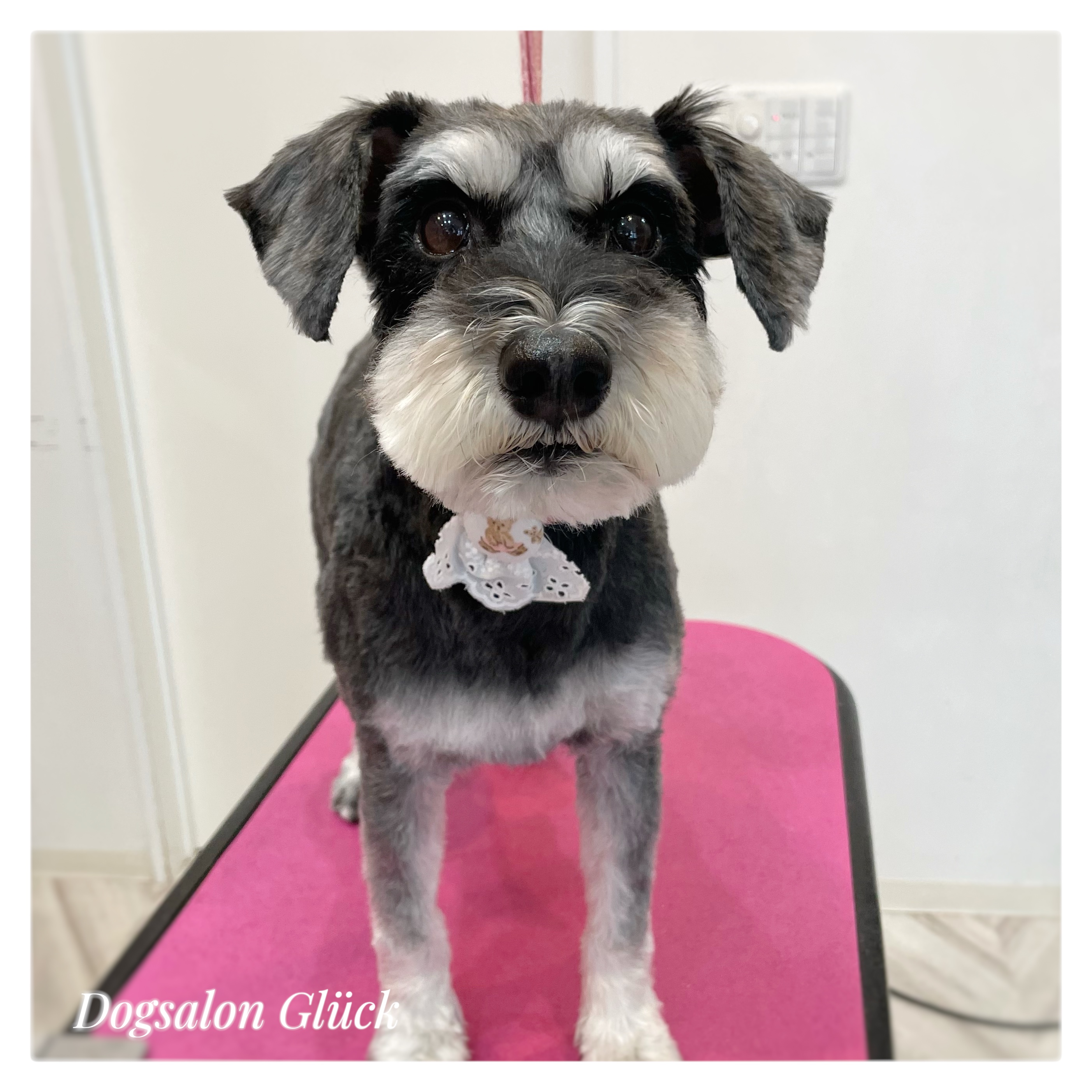 ミニチュアシュナウザー