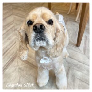 アメリカンコッカースパニエル