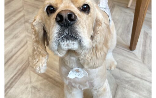 アメリカンコッカースパニエル