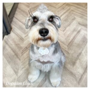 ミニチュアシュナウザー