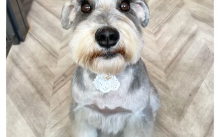 ミニチュアシュナウザー