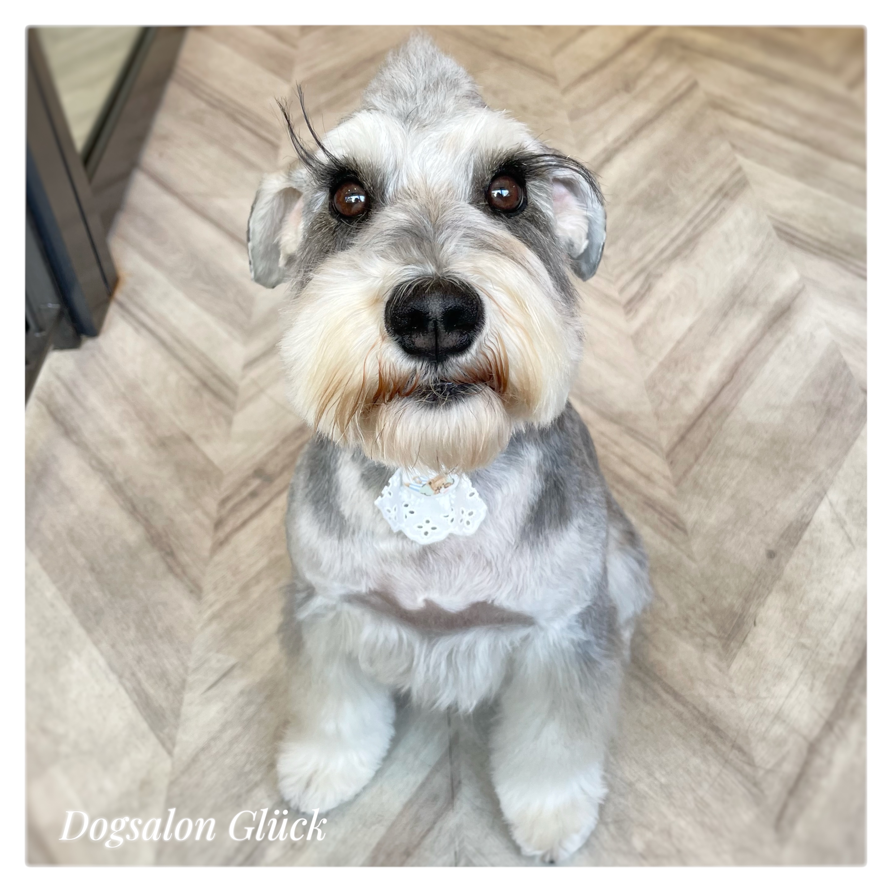 ミニチュアシュナウザー