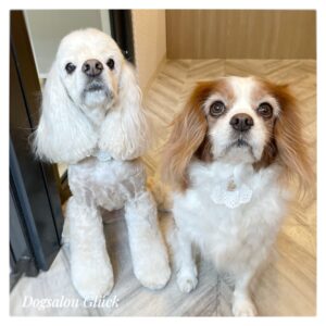 アメリカンコッカースパニエル