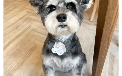 ミニチュアシュナウザー