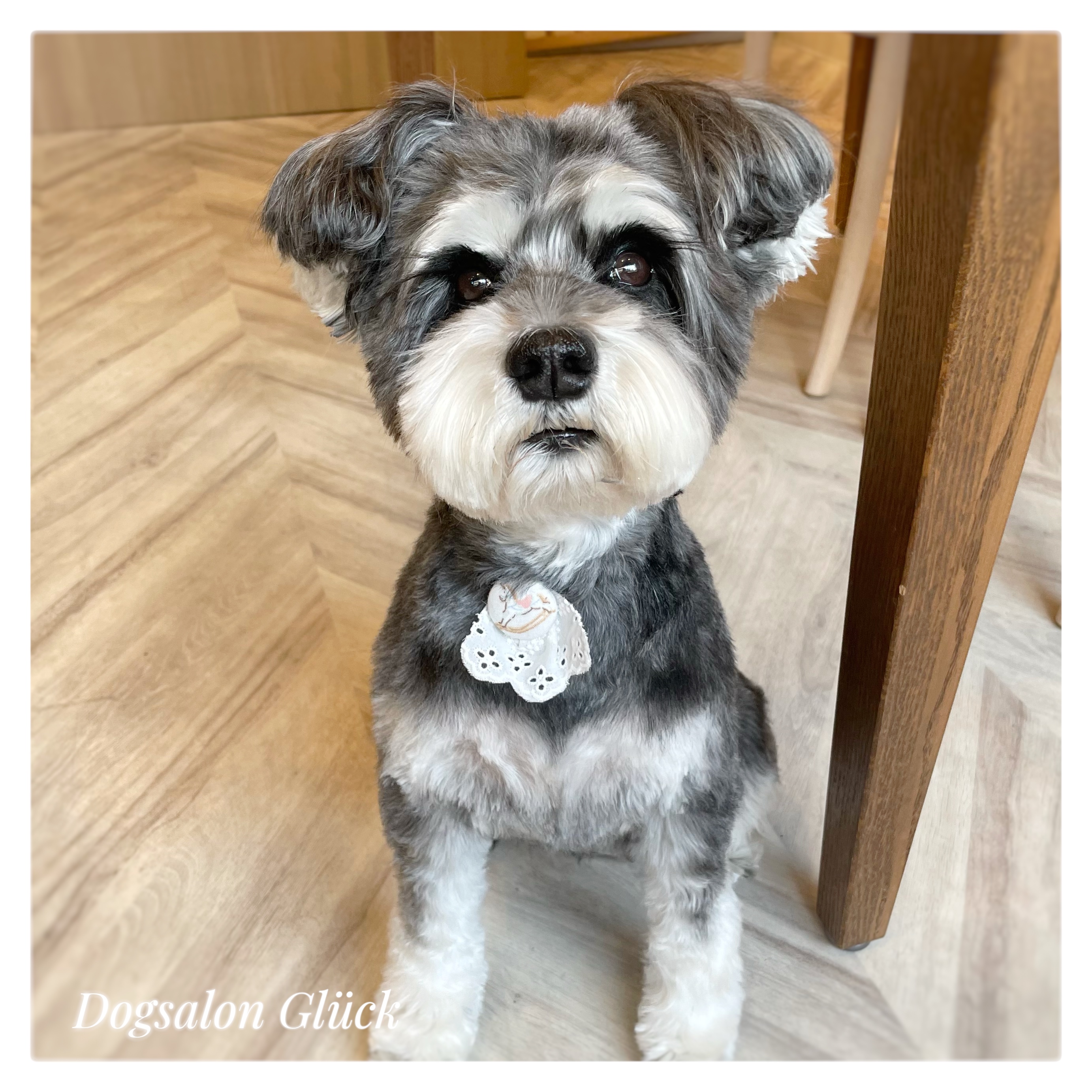 ミニチュアシュナウザー