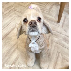 アメリカンコッカースパニエル