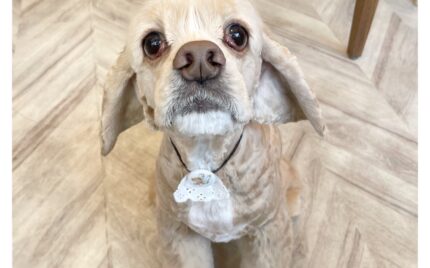 アメリカンコッカースパニエル