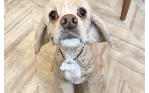 アメリカンコッカースパニエル