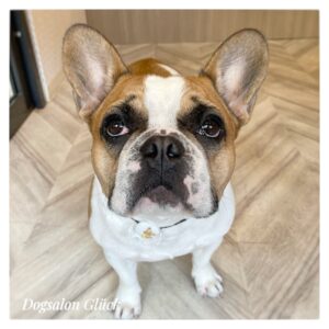 フレンチブルドッグ