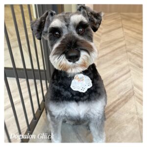 ミニチュアシュナウザー