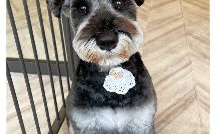 ミニチュアシュナウザー