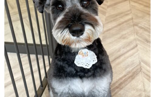 ミニチュアシュナウザー