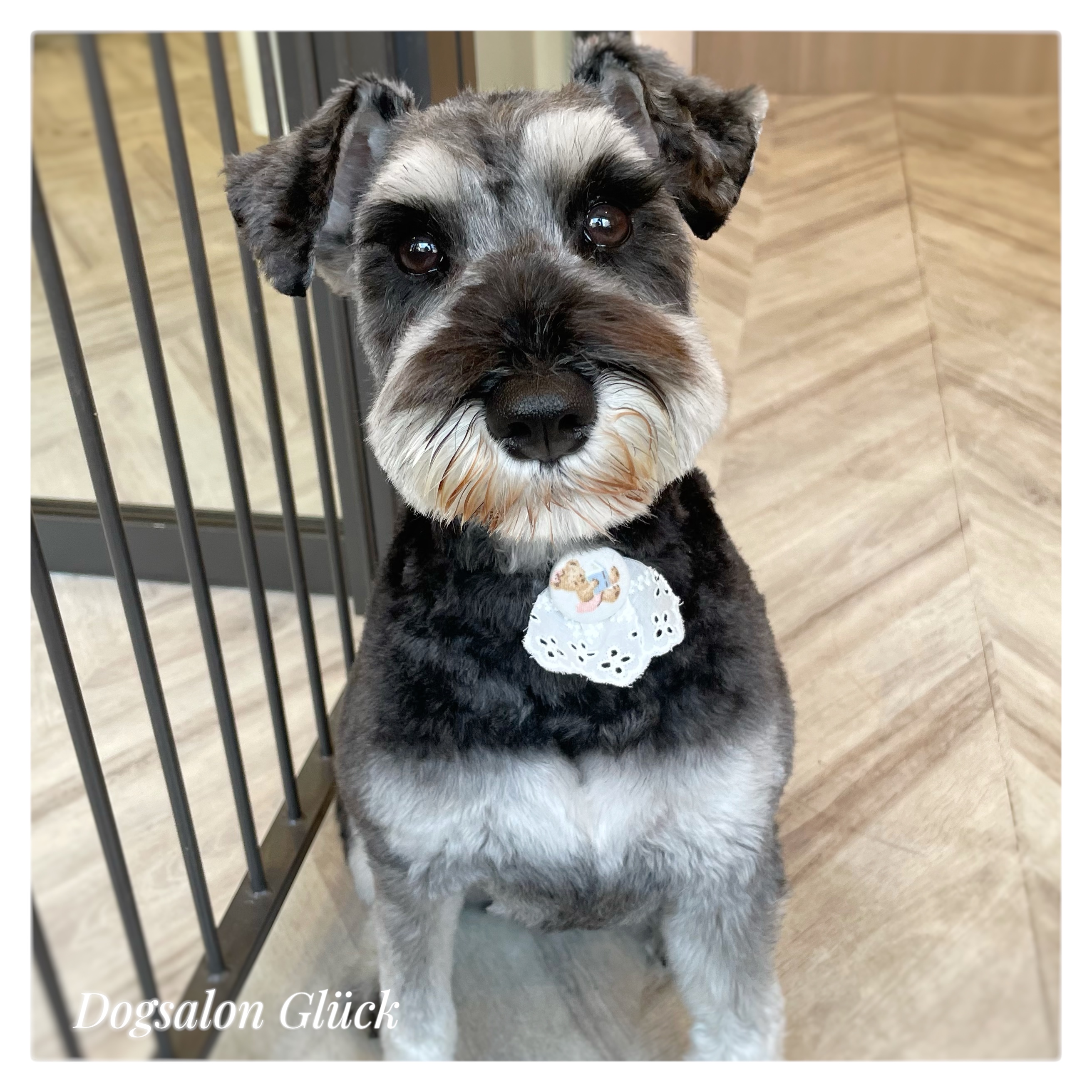 ミニチュアシュナウザー