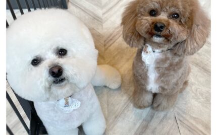 ビションフリーゼ