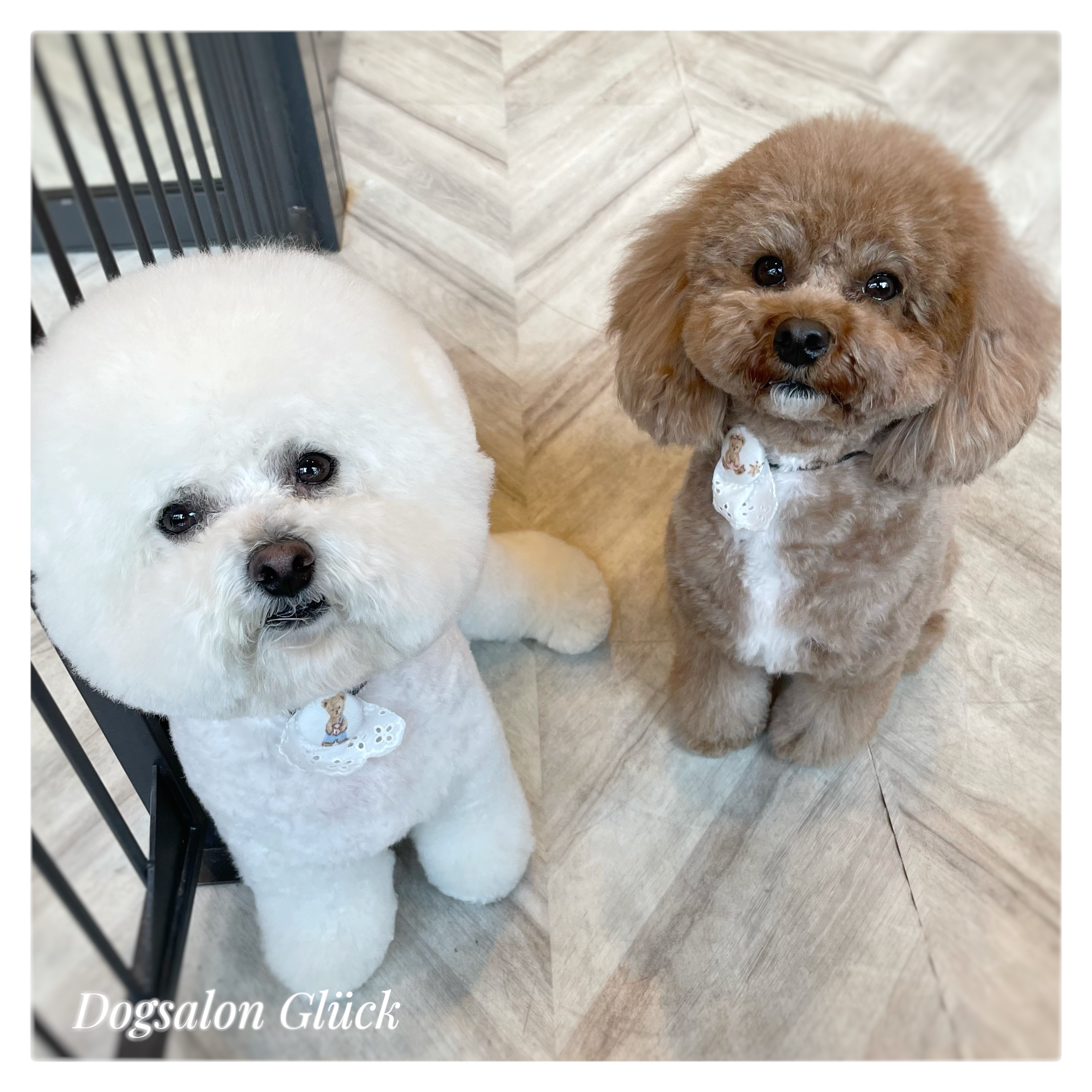 ビションフリーゼ