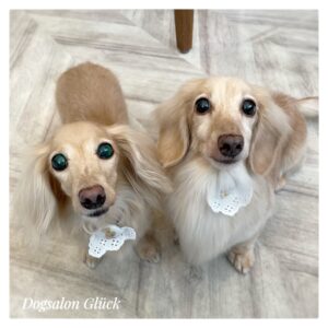 ダックスフンド