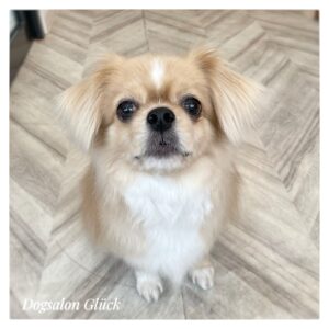 チベタンスパニエル