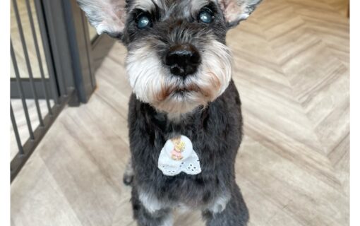 ミニチュアシュナウザー