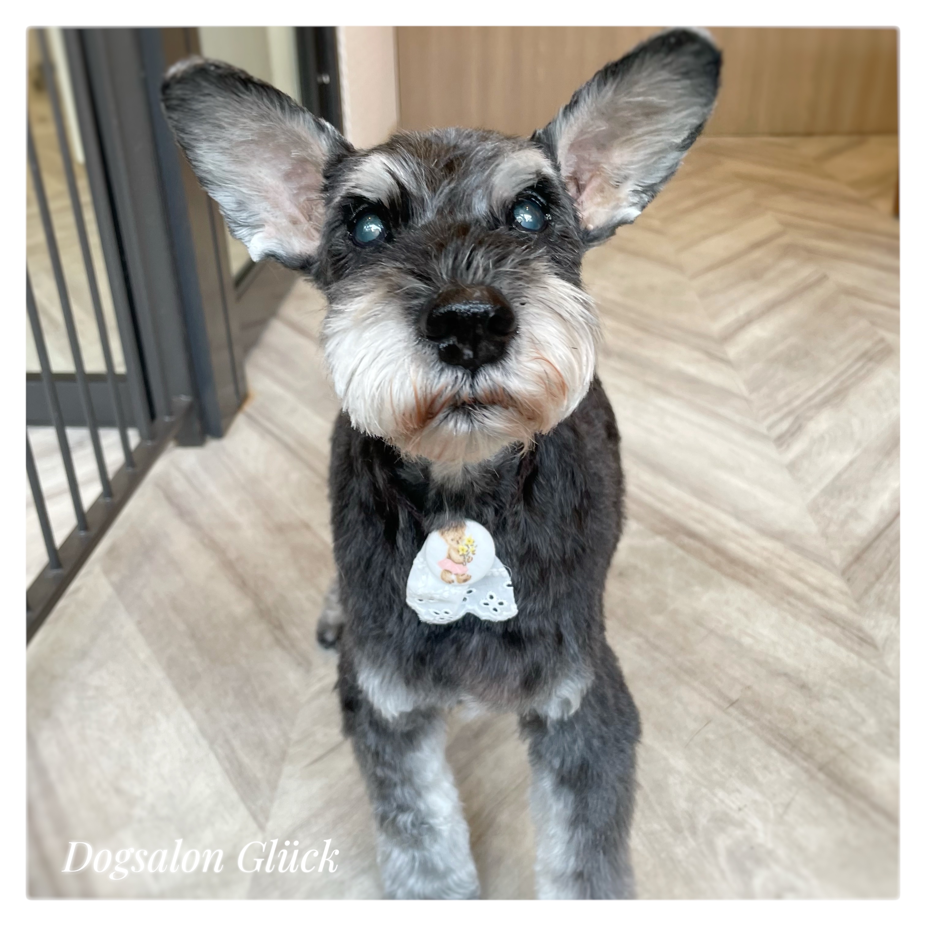 ミニチュアシュナウザー