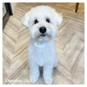 ミニチュアシュナウザー