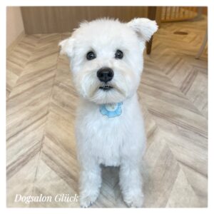 ミニチュアシュナウザー