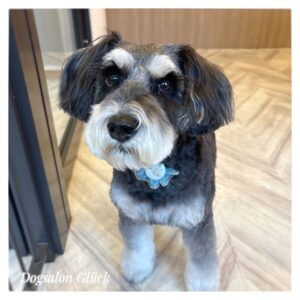 ミニチュアシュナウザー