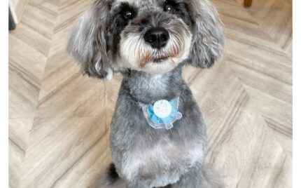 ミニチュアシュナウザー