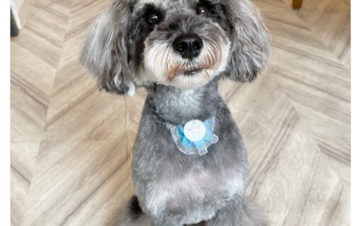 ミニチュアシュナウザー